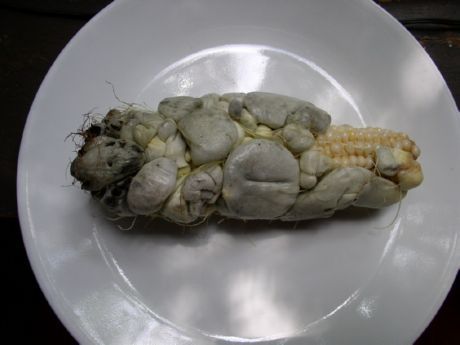 Споре гљивице кукурузне чађи