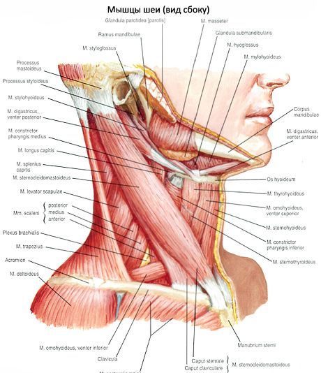 Стерноклеидомастоидни мишић (m. sternocleidomastoideus)