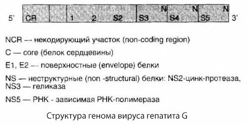 Вирус хепатитиса Г (HGV)