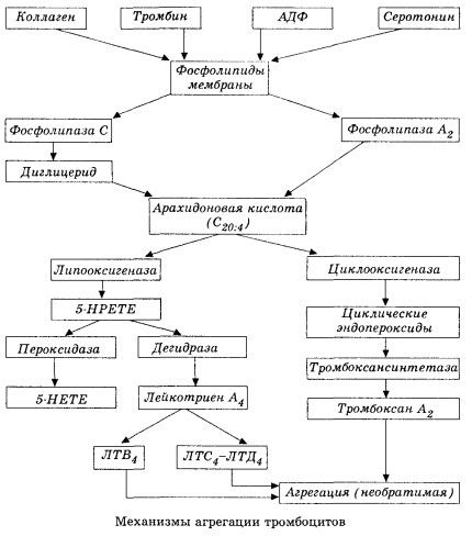 Иницијална фаза хемокагулације и механизам локалне хомеостазе хемокагулације