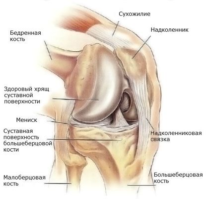Менискус коленског зглоба