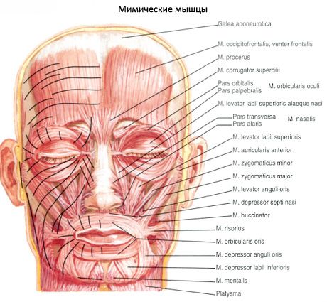 Мимички мишићи