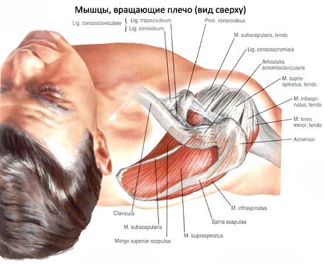 Мишићни и субакутни мишићи