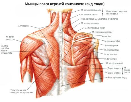 Мала и велика округла мишића