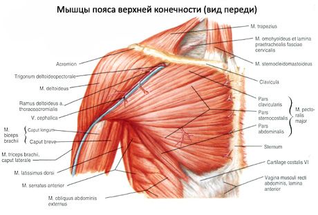 Делтоидни мишић