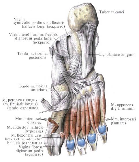 Мишићи стопала