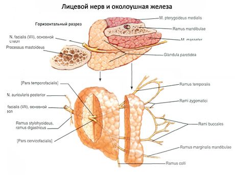 Паротидна пљувачка жлезда