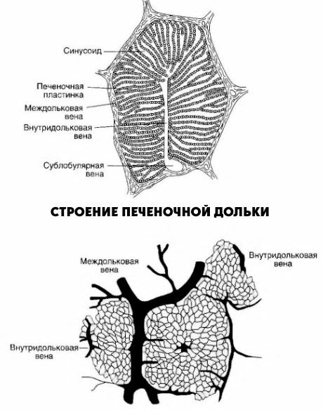 Структура лобула јетре