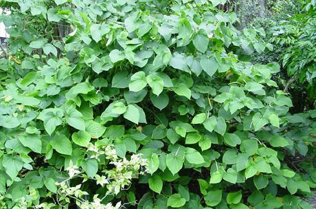 Кава се производи од корена грма (Piper methysticum)