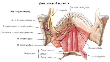 Подмандибуларна пљувачка жлезда 