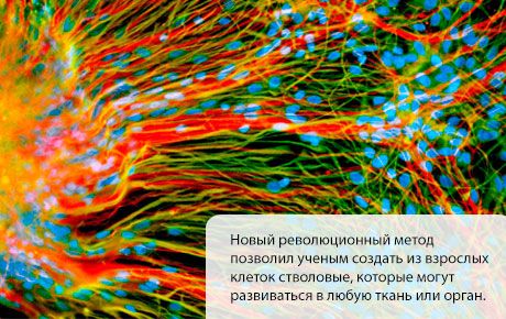 Створене су матичне ћелије које се развијају у било које ткиво или орган