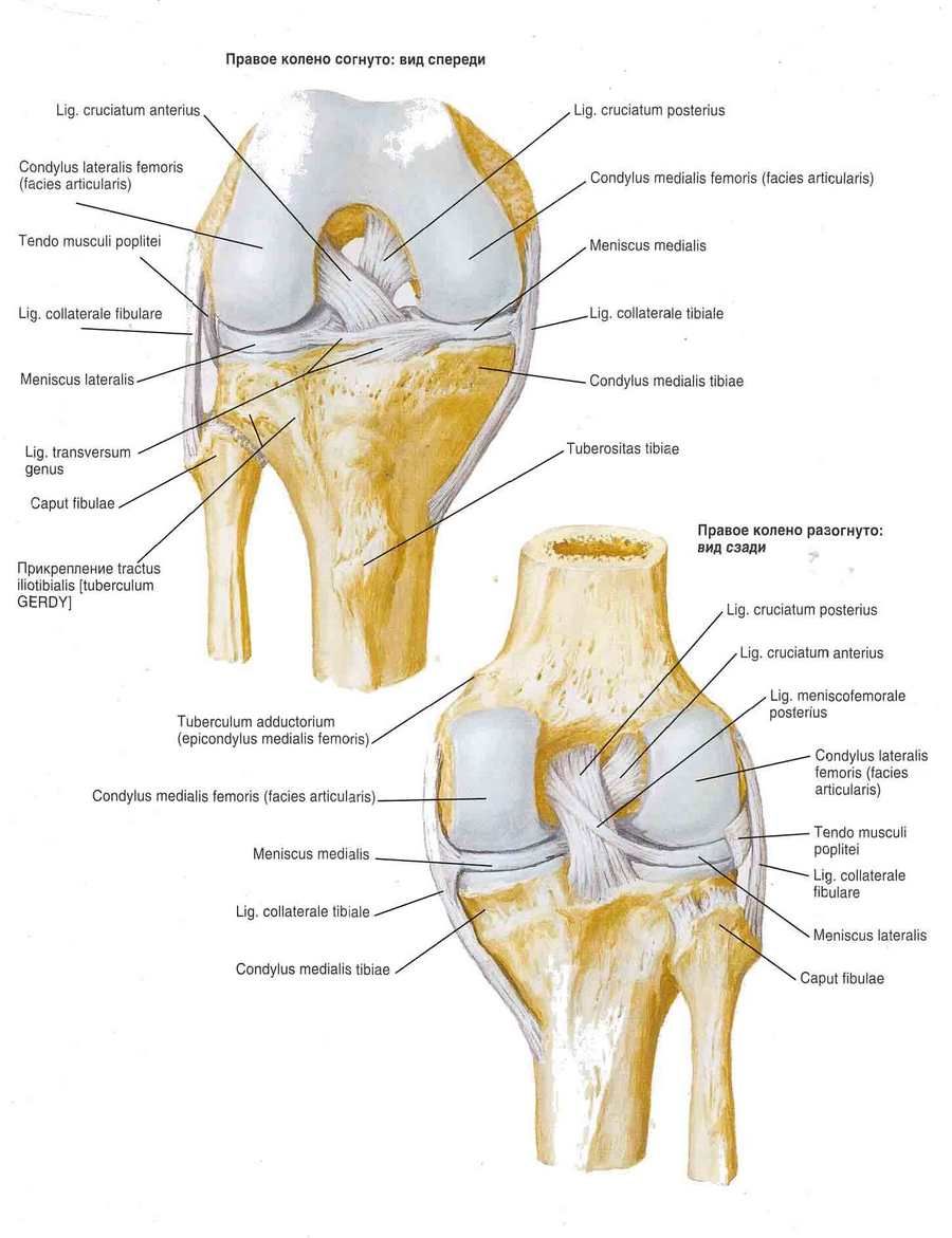 Лигаменти коленског зглоба