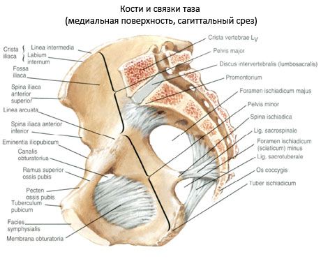 Карлична кост