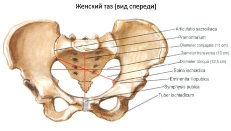 Карлица у целини