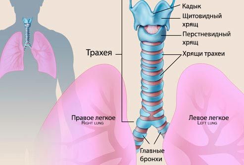 Шта је трахеитис код детета? Фотографија трахеје