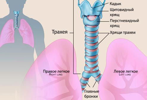 Шта је трахеитис код детета? Слика трахеје 