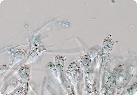 Једна од гљива из рода Aspergillus