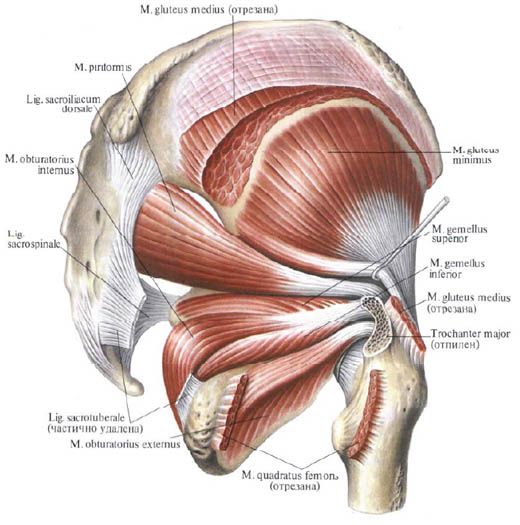 Глутеални мишићи (gluteus medius)